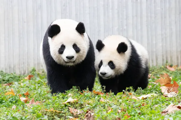 Panda Ana 'nın Değerli Portresi ve bebeği, Chengdu, Çin