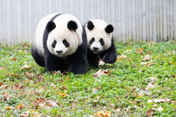 Panda Ana 'nın Değerli Portresi ve bebeği, Chengdu, Çin