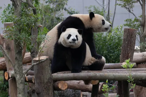 Panda Ana 'nın Değerli Portresi ve bebeği, Chengdu, Çin