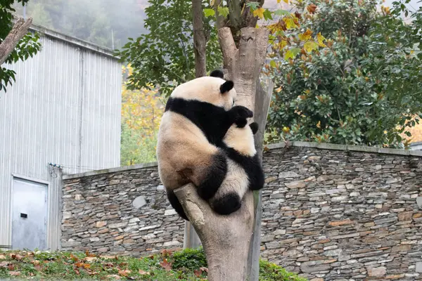 Panda Ana 'nın Değerli Portresi ve bebeği, Chengdu, Çin