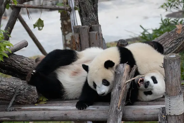 Panda Ana 'nın Değerli Portresi ve bebeği, Chengdu, Çin