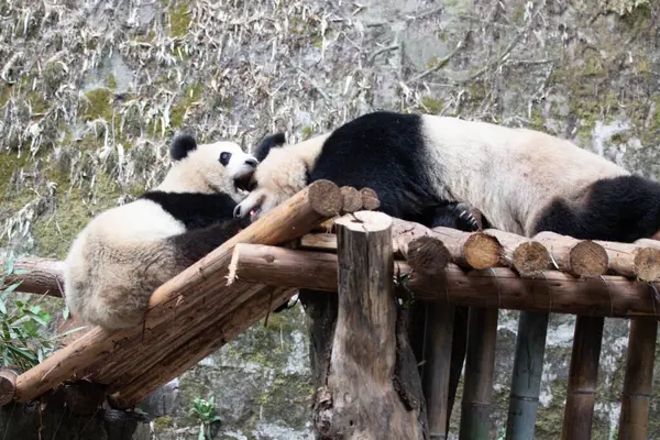 Panda Ana 'nın Değerli Portresi ve bebeği, Chengdu, Çin
