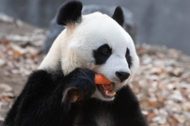 Sweet Female Panda, Bai Tian, Pekin, Çin