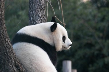Sweet Female Panda, Bai Tian, Pekin, Çin