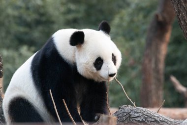 Sweet Female Panda, Bai Tian, Pekin, Çin