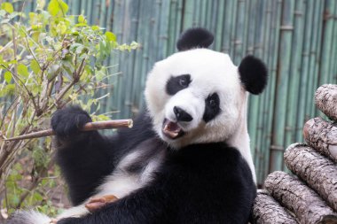 Sweet Female Panda, Bai Tian, Pekin, Çin