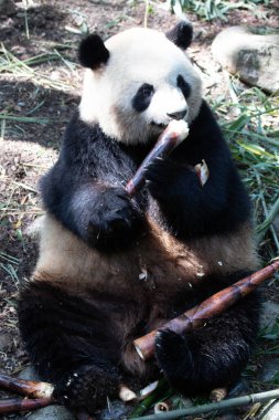 Dişi Panda, Mei Lan diğer adıyla Rou Rou bahçede bambu yiyorlar, Panda Vadisi, Çin