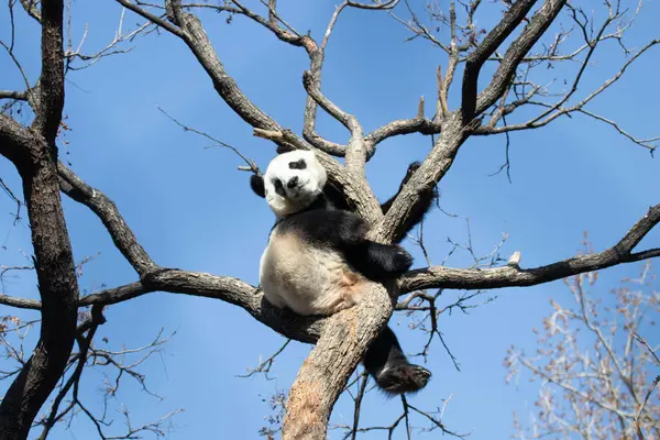 Sweet Female Panda, Bai Tian, Pekin, Çin