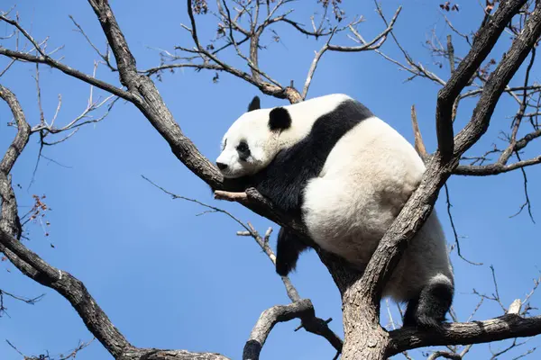 Sweet Female Panda, Bai Tian, Pekin, Çin