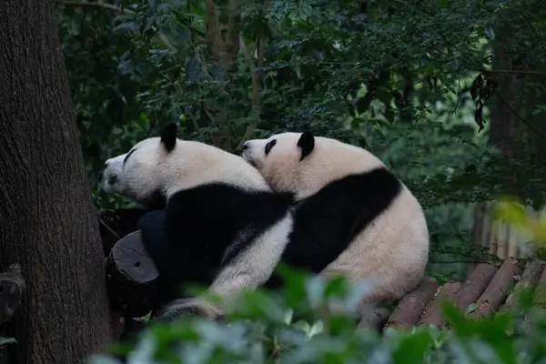 Güzel Anlar, He Hua Ye 'nin sırtında uyuyor, Chengdu Panda Üssü, Çin