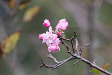 Parktaki Güzel Pembe Erik Çiçekleri, Çin