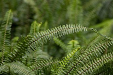 Cennet Kuşu 'nun detaylarını ve desenlerini kapat.