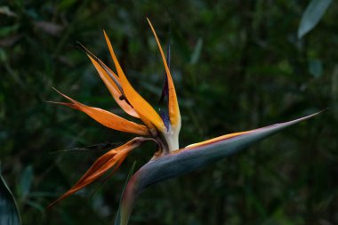 Cennet Kuşu 'nun detaylarını ve desenlerini kapat.