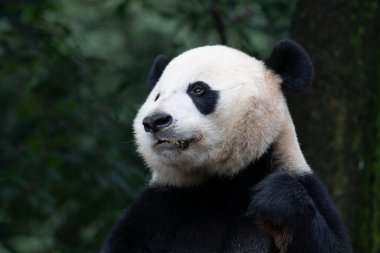 Erkek Panda Amerika 'dan döndü, Xiao Qi Ji, Bambu Vuruşu, Shenshuping, Wolong Panda Üssü, Çin