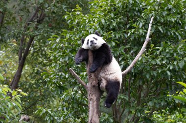 Komik Panda Pozu, Küçük Panda 'yı Kapat Ağaçta Uyuyor, Shenshuping, Wolong Panda Üssü