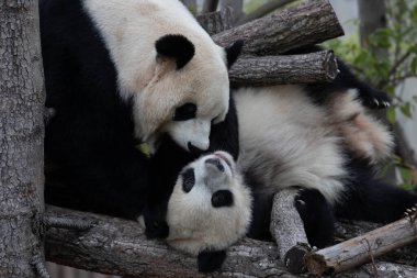 Aile portresi, anne panda yavrusuyla oynuyor.
