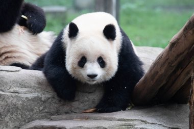 Şirin Fluffy Panda, Yu Ai, Kameraya, Chongqing, Çin
