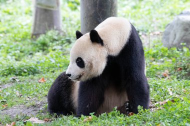 Erkek Panda ABD 'den döndü, Tai Shan, Shenshuping, Wolong Panda Üssü