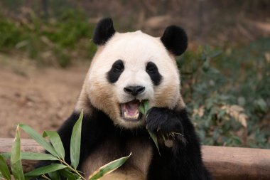 Şirin Fluffy Female Panda, Fu Bao, Shenshuping, Everland, Güney Kore