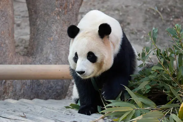 Şirin Fluffy Female Panda, Fu Bao, Shenshuping, Everland, Güney Kore