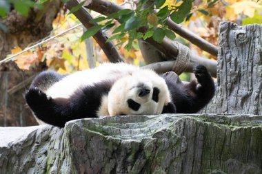 Şirin Fluffy Female Panda Güney Kore 'den, Fu Bao, Shenshuping, Wolong Pana üssünden, Çin' den döndü.