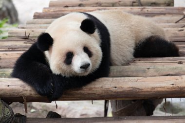 Tatlı Panda, Yu Ai, Chongqing, Çin