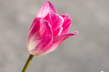 Lale Yapraklarının Dokusunu ve Paternini Kapat