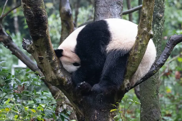 Close up Fluffy Butt of Sleeping Panda in Chengdu Panda base
