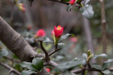 Bahar Konsepti, Kırmızı quince cydonia çiçek tomurcukları bir dalda