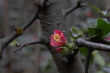 Bahar Konsepti, Kırmızı quince cydonia çiçek tomurcuklarını kapat 