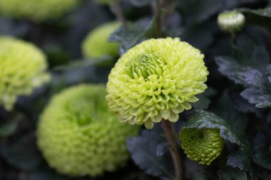 Yaz mevsiminde Yeşil Kasımpatı çiçeğini kapat