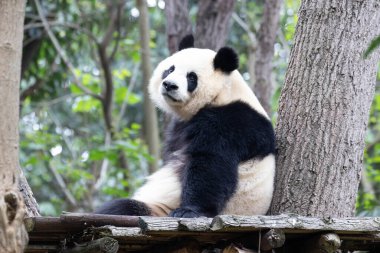 Dişi Panda, Yuan Run, Chengdu Panda Üssü, Çin