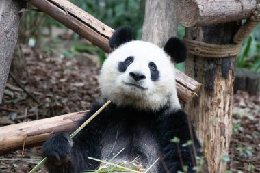 Dişi Panda, Yuan Run, Chengdu Panda Üssü, Çin