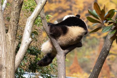 Yükseklerdeki Küçük Panda, Shenshuping, Wolong Panda Üssü, Çin