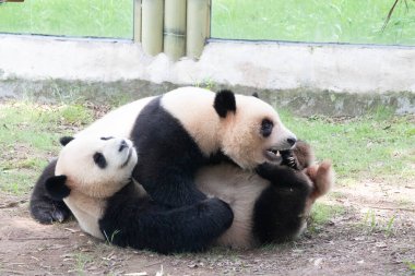 İki Küçük Panda, Yu ai, Yu Ke ile birlikte Çin 'in Chongqing bölgesindeki yeşil alanda.