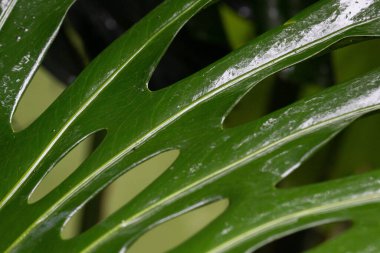 Yaz konsepti, Taze Yeşil Yaprak eğrisinde arka plan için yeşil yaprakların soyut formunu kapat, doku ve desen üzerine ayrıntıları göster