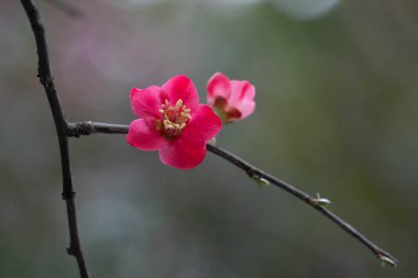Parktaki Kırmızı Ayva Çiçekleri 'ni kapatın.