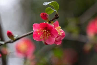 Parktaki Kırmızı Ayva Çiçekleri 'ni kapatın.