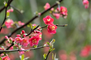 Parktaki Kırmızı Ayva Çiçekleri 'ni kapatın.