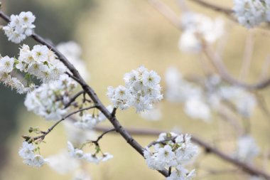 Güzeller güzeli Beyaz Kiraz Çiçeği Parkta