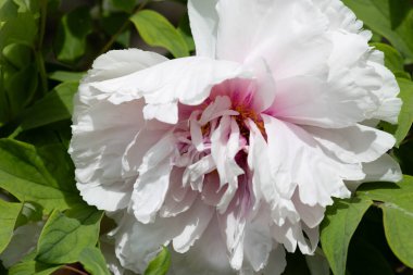 Baharda güzel Çin Çiçeği 'ni kapat, Şakayık.