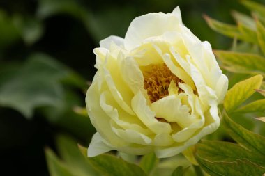 Baharda güzel Çin Çiçeği 'ni kapat, Şakayık.