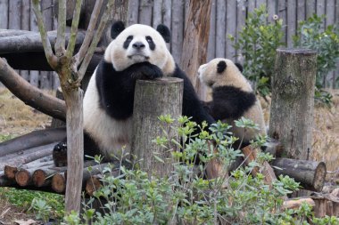 Komik Panda Pozu, Anne Panda, Ni Da ve bebeği, Chengdu Panda Üssü, Çin
