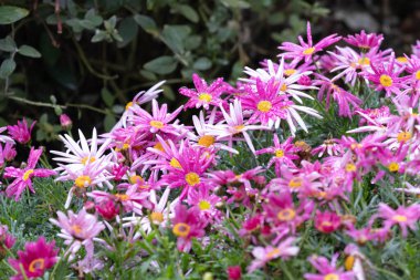 Parktaki parlak renkli Pembe Marguerite papatyası