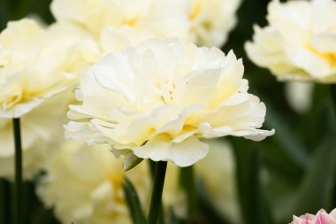 Parktaki Güzel Beyaz Lale 