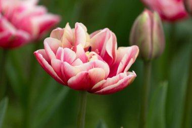 Kapatın Anemones çiçeğinin çiçek açan yapraklarını