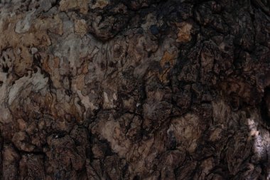 Eski ahşabın yüzeyi ve doğal dokusu..