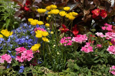 Bahçedeki parlak renkli çiçekler, çok renkli Dahlia çiçekleri.