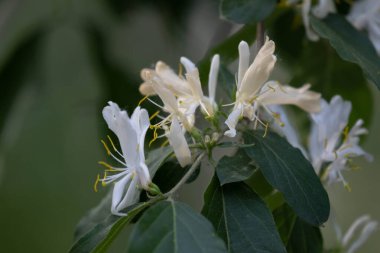 Japon hanımeli (Lonicera japonica)