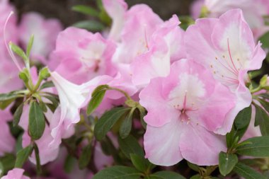 Güzel pembe Rhododendron çiçeklerini kapat